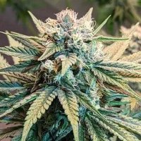 Sunset  Skunk  Autoflowering  Cannabis  Seeds